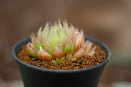 ר֤ϯʦ֤ȯϽչ?